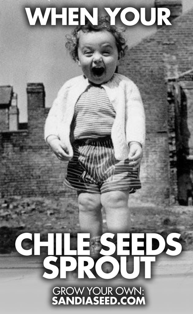 When your Chile Seeds Sprout - Chili Meme