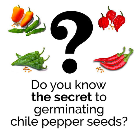 Growing Peppers - Secret to Germinating Seeds