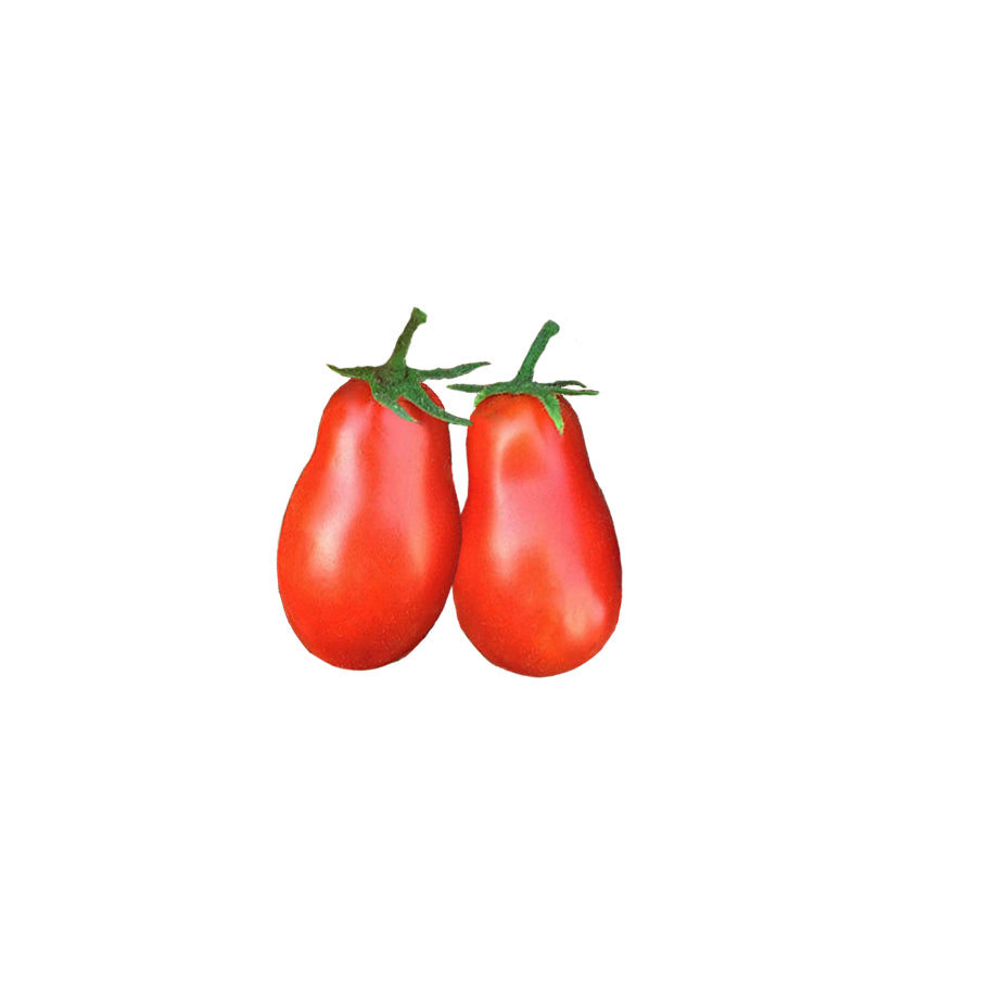 Tomato - Martino's Roma Heirloom Seeds – Sandia Seed Company