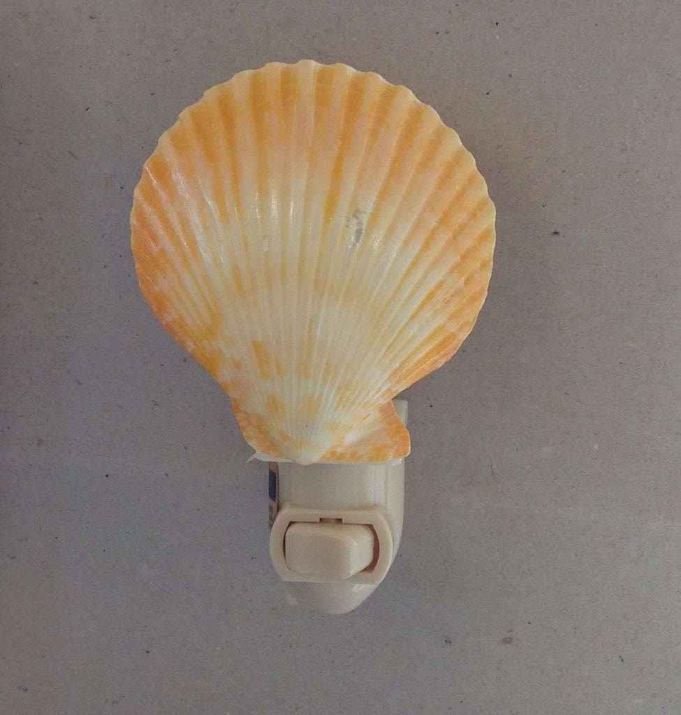 Polished Scallop Shell Nightlight