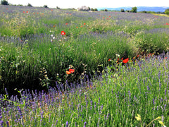 New Lavender Fields in June Sault Provence France