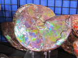 Ammolite with outrageous color!