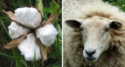 Wool vs. Cotton