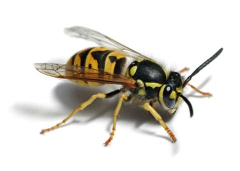 Keep Wasps Away This Summer