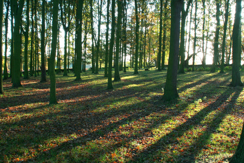 Swithland Woods Leicestershire