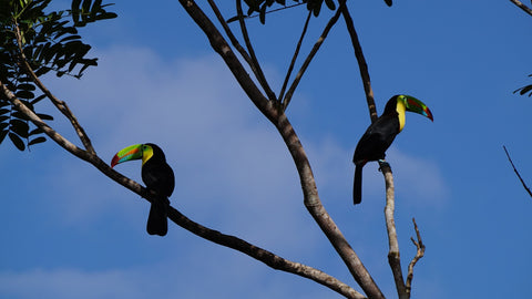 Reserva Monteverde, Costa Rica