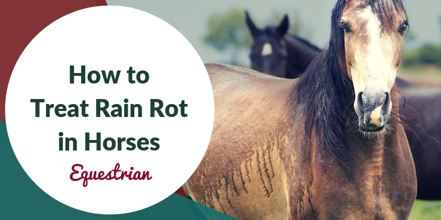 rain rot treatment for horses