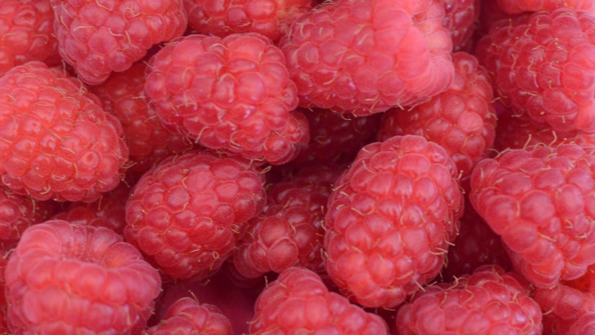 Close up of Raspberries.