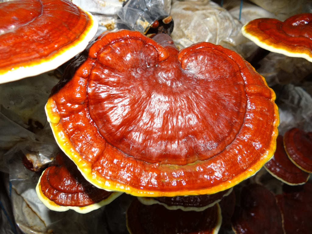 Ganoderma Reishi