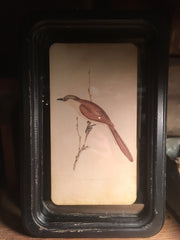 framed bird prints