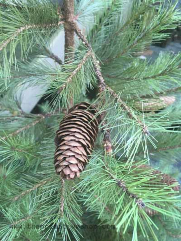 5 foot Christmas Tree Pinecone