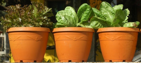 growing salads in warmer conditions