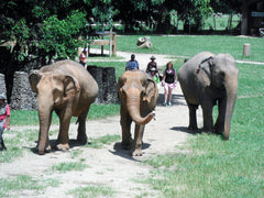 ENP - rescued and now safe elephants