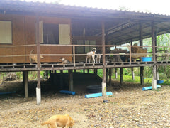 Dogs at Dog Project - Elephant Nature Park