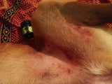 undercarriage rashes on an itchy dog