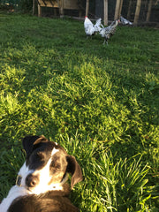 relaxing with the chickens