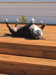 Airing dog's bed in the sun