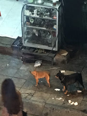 shop dogs eating
