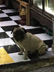 pugs in Vietnam