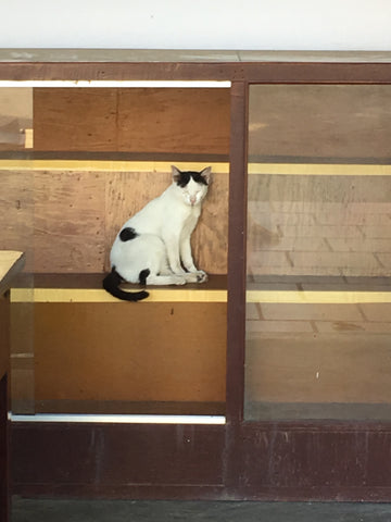 cat in a cupboard