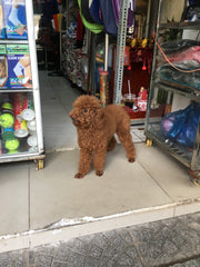 shop poodles