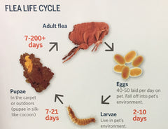 The flea cycle - Flea Allergy Dermatitis