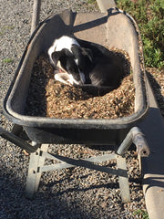 Hemi loves helping with chores