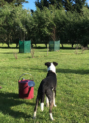 supervised whilst outside with chickens