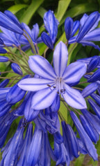 agapanthus causes reactions too