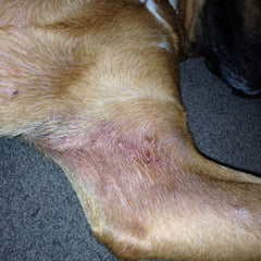 underarm rashes on dogs