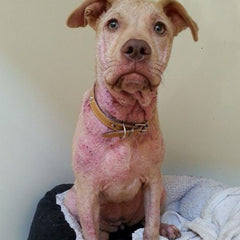 Dermodectic Mange - skin healed faster with the use of Eezapet in conjunction with Vet treatments