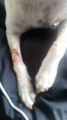 leg rashes on dogs