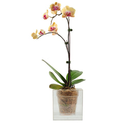 Boskke Cube Planter Small