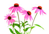 Echinacea