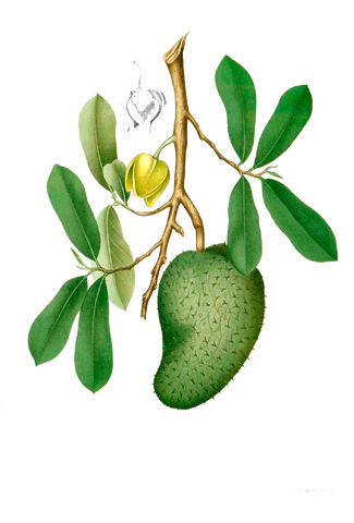 soursop plant, graviola plant