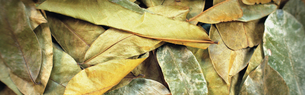 Graviola leaves for tea, soursop leaves for tea - www.graviolateacompany.com