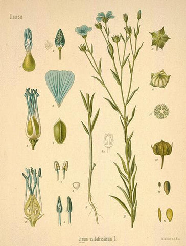 Linum usitatissimum (Botanical Illustration) - Wholesome Linen