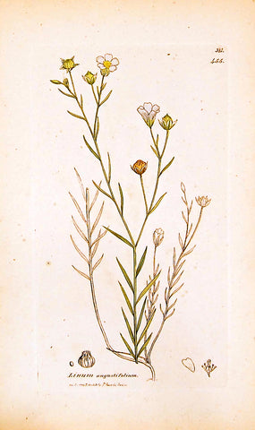 Linum angostifolium - the wild ancestor of modern flax