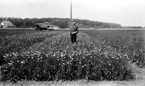 Young boy in the middle of grown flax field