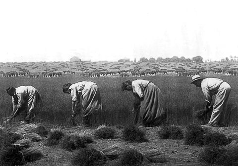 Harvesting Flax