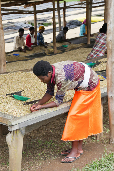 Lady sorting coffee cherries at Cyivugiza washing station