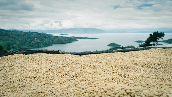 Coffee drying on tables at Gishyita washing station