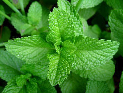 Double Mint E-Liquid (FF) - PEC Vape Shop