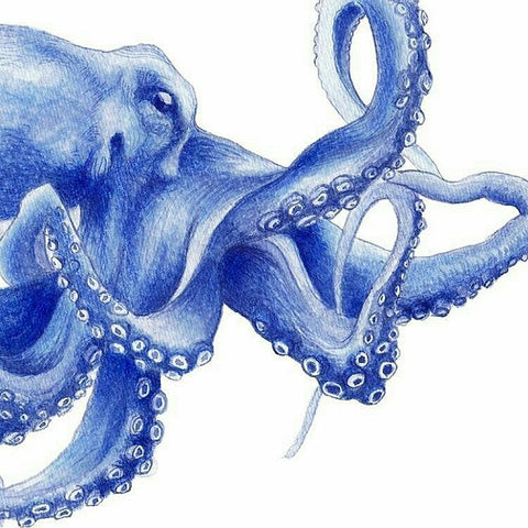 Ultramarine Octopus Watercolour Illustration by Rebecca Coulter