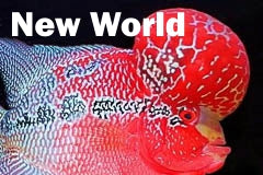 New World Cichlid Flowerhorn for sale