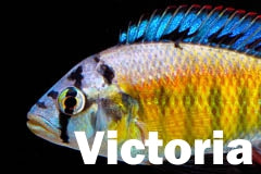 Lake Victoria african cichlids for sale.