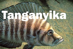 Tanganyika african cichlid for sale