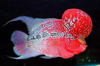 types of baby flowerhorn fish