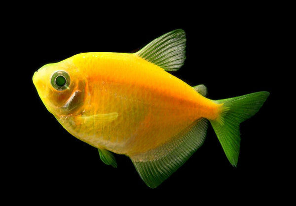 tetra fish glofish