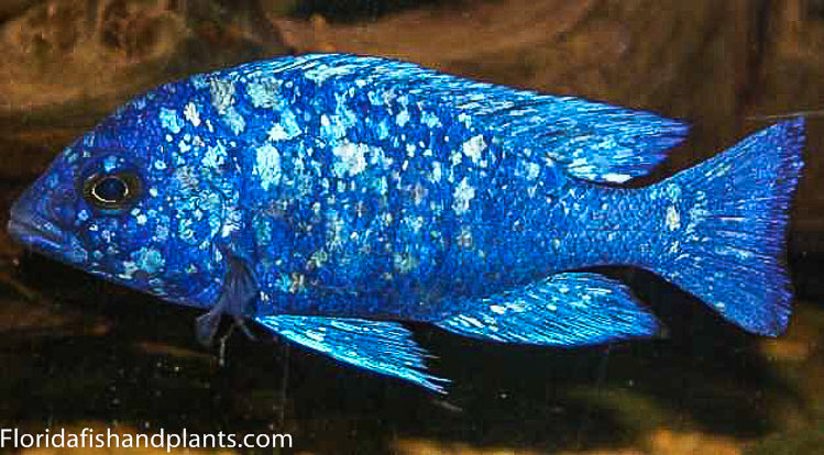 blue sapphire cichlid